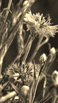 Szary + Sepia