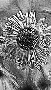 Skamielina