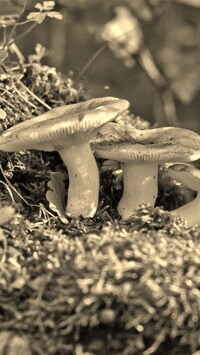 Szary + Sepia