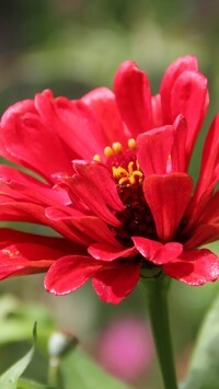 Oryginalny obrazek