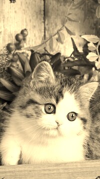 Sepia