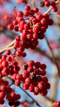Oryginalny obrazek