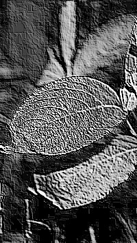 Skamielina