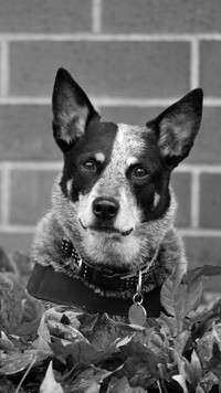 Szary