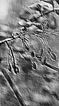 Skamielina