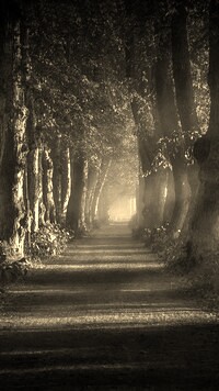 Szary + Sepia