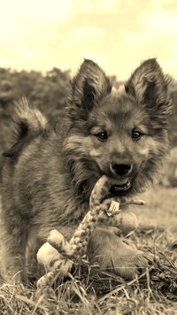 Sepia