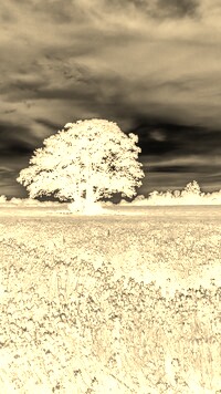 Sepia + Negatyw