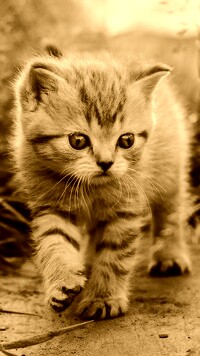 Sepia