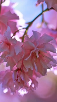 Oryginalny obrazek