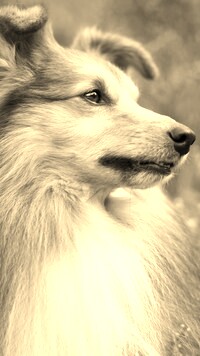 Szary + Sepia