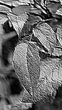 Skamielina
