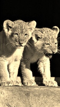 Szary + Sepia