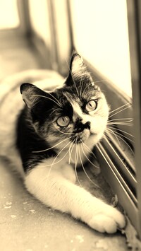 Szary + Sepia