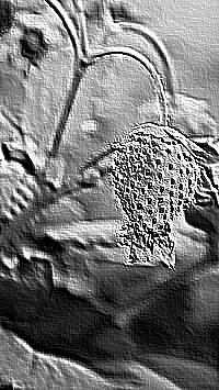 Skamielina