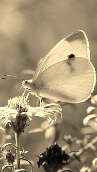 Szary + Sepia