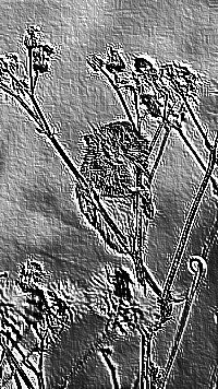 Skamielina