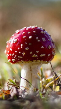 Oryginalny obrazek