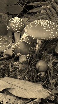 Sepia