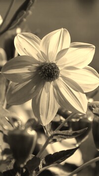 Szary + Sepia