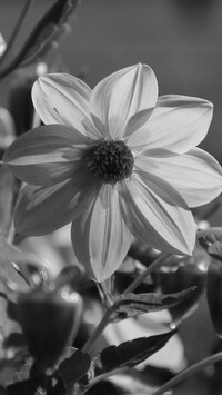 Szary