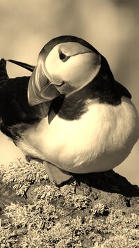 Sepia