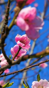 Oryginalny obrazek