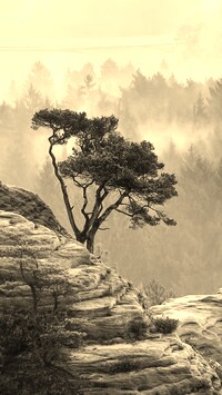 Szary + Sepia
