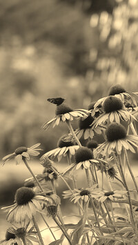 Szary + Sepia