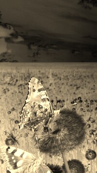 Sepia + Negatyw