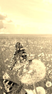Szary + Sepia
