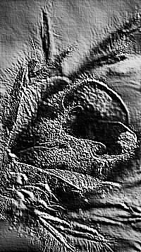 Skamielina