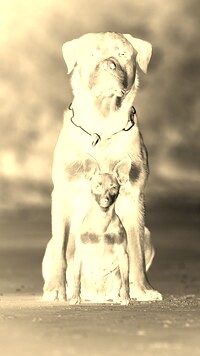 Sepia + Negatyw