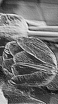 Skamielina