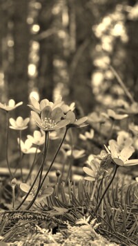 Szary + Sepia