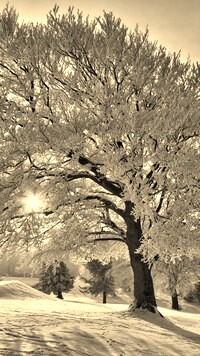 Szary + Sepia