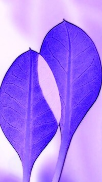 Negatyw