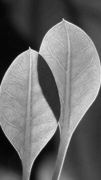 Szary