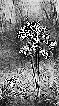 Skamielina