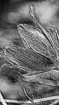 Skamielina