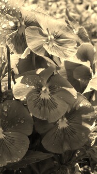 Szary + Sepia