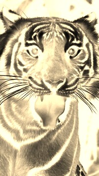 Sepia + Negatyw