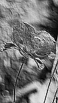 Skamielina