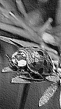 Skamielina