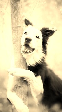 Szary + Sepia