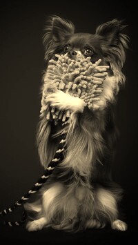 Szary + Sepia