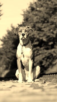 Sepia