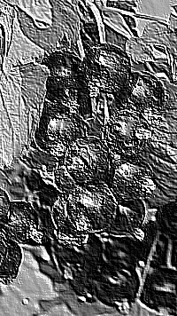 Skamielina