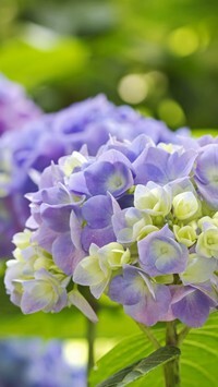 Oryginalny obrazek