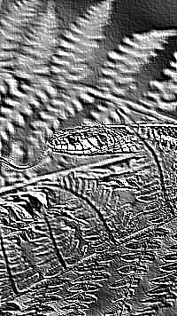 Skamielina